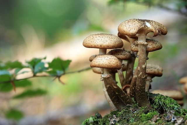 How to Cook and Eat Your Way Through the Wild Variety of Mushrooms