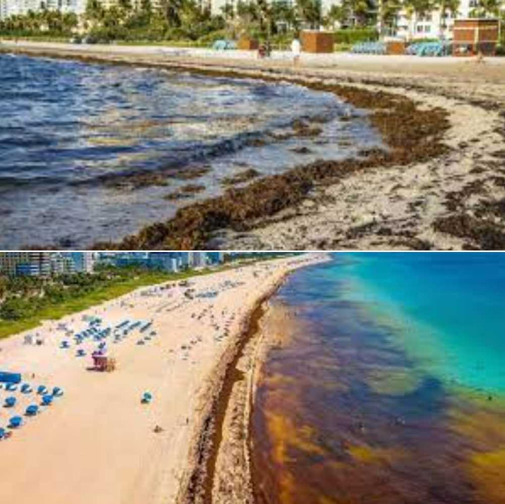 Cuba Seaweed: Current Conditions and Impact on Marine Ecosystems