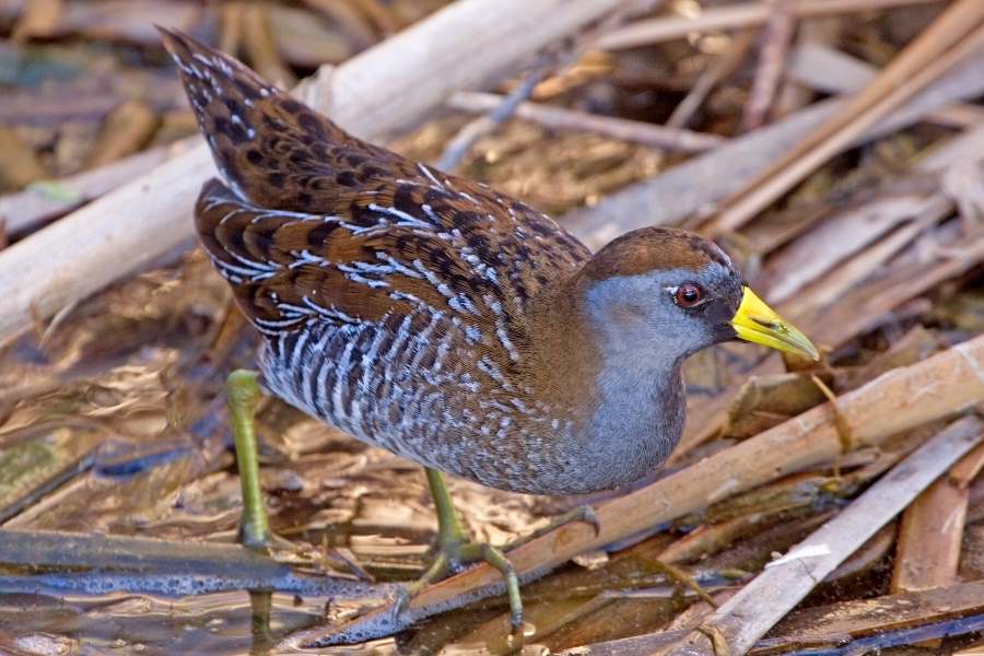 Soras and the Fight for Habitat Conservation