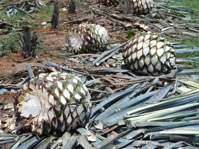 How ARA Certification Ensures Tequila's Sustainability
