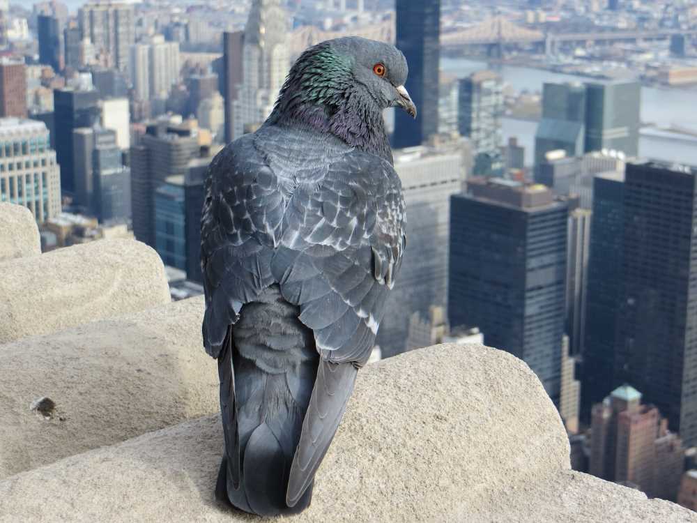 Citizen Science Project Tackles Bird Collisions with Buildings