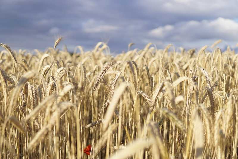 Mexico's Grain Prices Face Upward Pressure as Russia Breaks Export Agreement