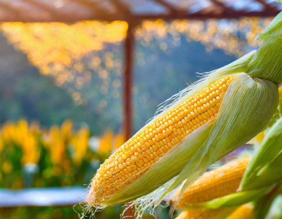 How Corn Hair's Golden Touch Keeps Food Fresh, Naturally