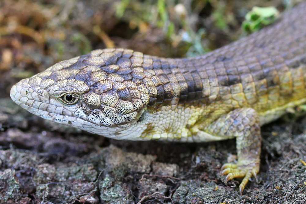 Lizard Lore and the Fight for Survival in Chiapas