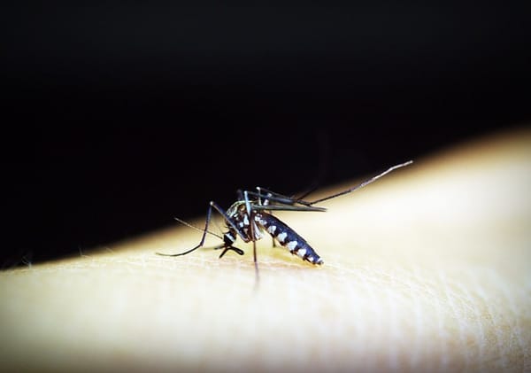 Dengue fever is spreading and poses a threat to the city of Mazatlan.