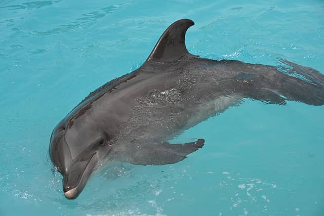 Dolphin in Cozumel.