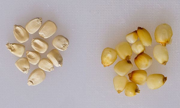 Corn seeds, each carrying the potential to unlock Mexico's rich culinary heritage.