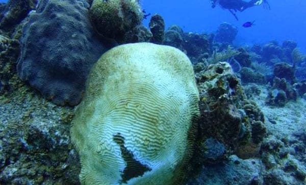 The corals of the Cozumel reef die.
