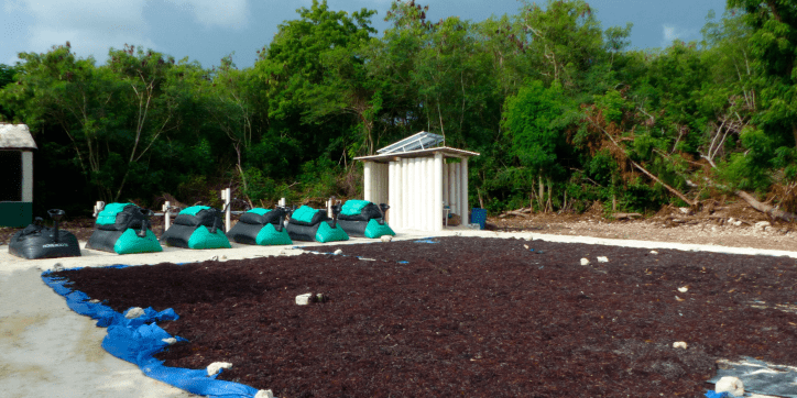 Producing biogas from sargassum co-digestion.