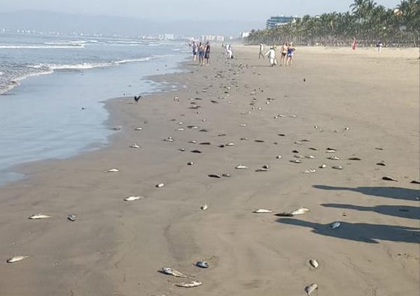 Hundreds of dead fish appear in Nuevo Vallarta.