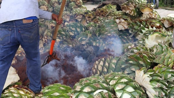 A man is preparing agave plants for the mezcal production in Mexico.