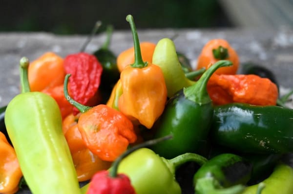 The habanero chile is the hottest chile used in Mexican cuisine.