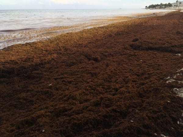 Sargassum, an invasive species, provides a unique opportunity for green energy production.