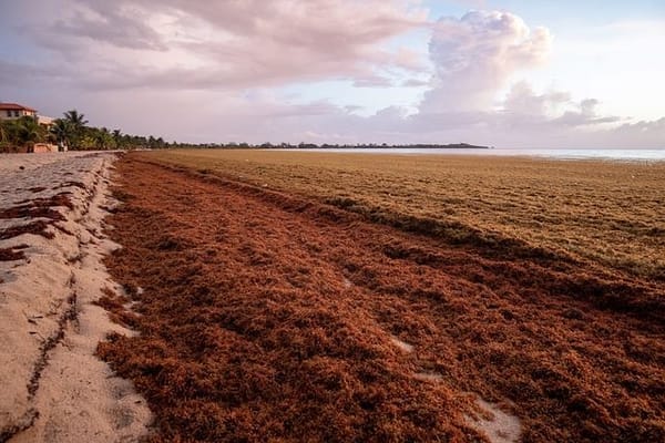 Nature's bounty: a vast carpet of sargassum blooms on the Belize beaches.