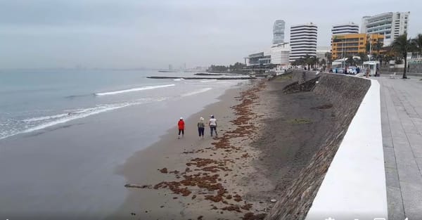 Boca del Rio, Veracruz's stunning beaches have some presence of sargassum seaweed.