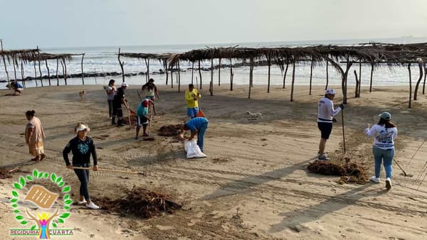 Volunteers from the community work together to manually remove sargassum seaweed from Tuxpan's beaches.
