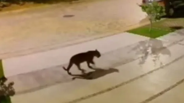 A jaguar prowls the streets of Playa del Carmen, raising concerns among residents about pet disappearances.