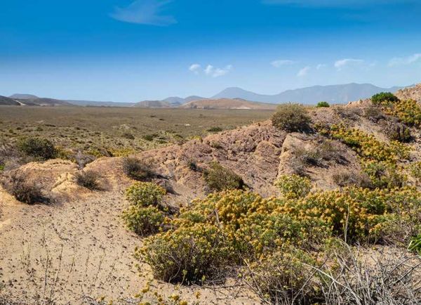 The arid expanse of Bahía de Los Ángeles, where desert flora blooms against the odds.