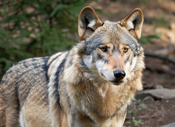 A Mexican wolf, its amber eyes gleaming, stands as a testament to nature's resilience.