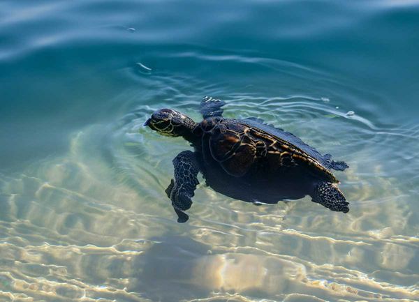 A black turtle glides gracefully through the coastal waters of Bahía de Los Angeles.