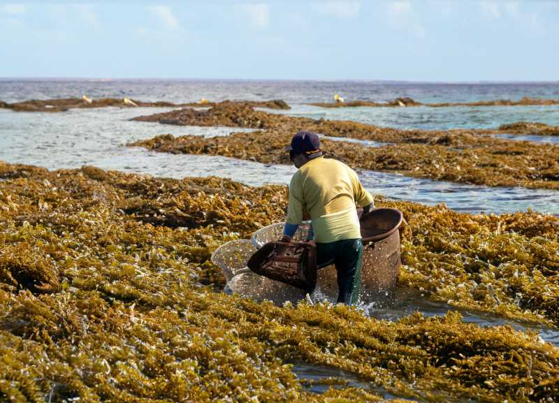 A fisherman navigates through thick mats of sargassum seaweed, the maritime invader.