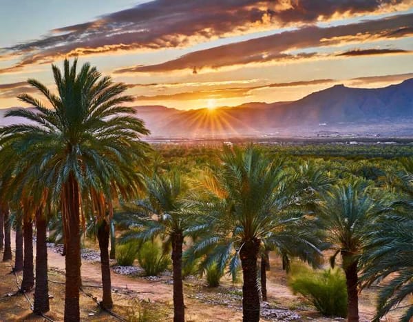 Sunset over date palm orchards in San Luis Río Colorado, Sonora – a flourishing hub of date cultivation.