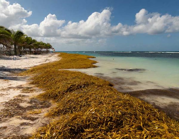Studying and addressing the sargassum challenge in the Mexican Caribbean.