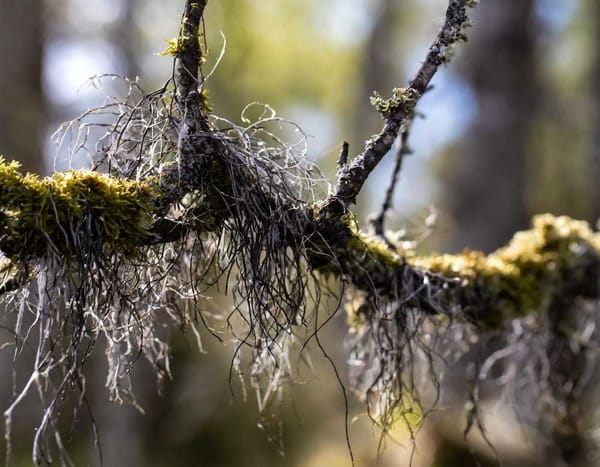 A close-up photo of Witches Hair lichen, its dark, tangled strands hanging from a tree branch.