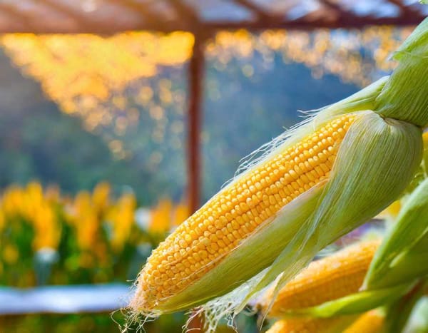 Remember those wispy threads on your corn? They're not just decoration.
