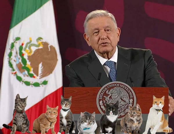 President Andrés Manuel López Obrador surrounded by cats, ensuring their well-being during the Morning Conference.
