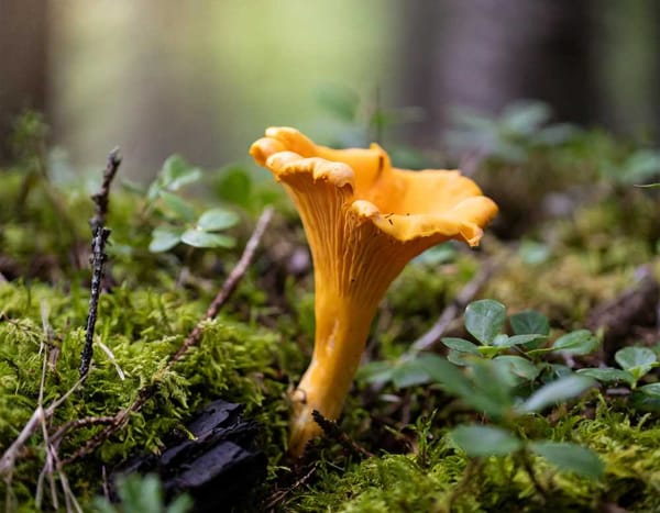 A close-up photo of a vibrant orange chanterelle mushroom nestled amidst mossy forest floor.