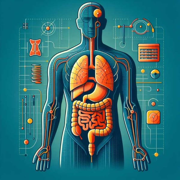 Anatomical diagram with a highlighted organ, representing the potential for spare parts within our bodies to help others.