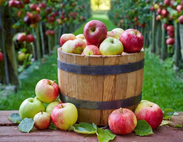 A rustic barrel filled with red, green, and yellow apples.