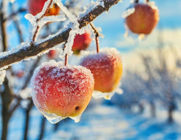 Frozen apples on a tree branch in a winter orchard.