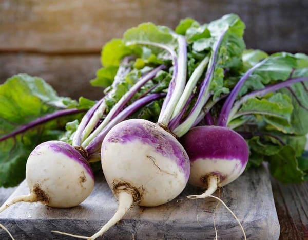 A close-up of freshly harvested turnips showing their white skin and purple tops.