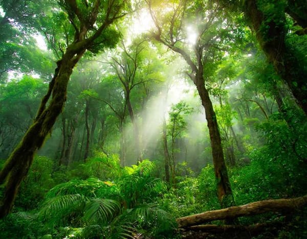 A dense cloud forest with sunlight filtering through the vibrant green foliage.
