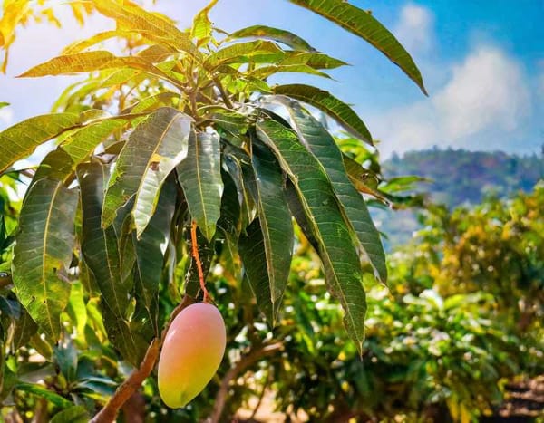 A single ripe mango with a yellow-red blush hanging from a low branch that nearly touches the ground.