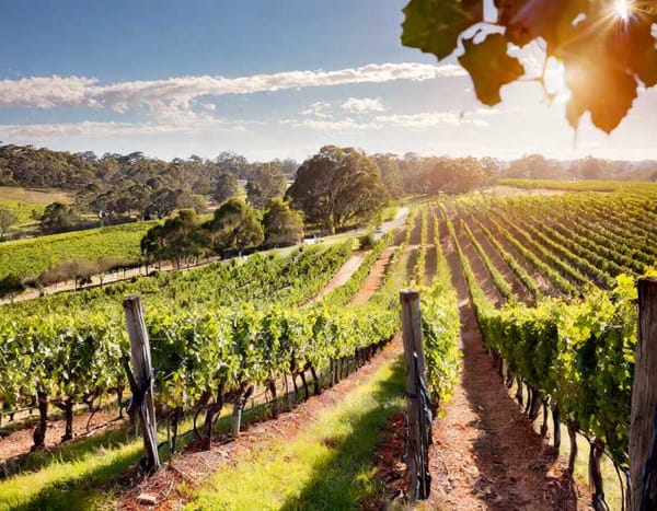 Photo of a sunny Australian vineyard with rows of grape vines, representing the origin of Shiraz.