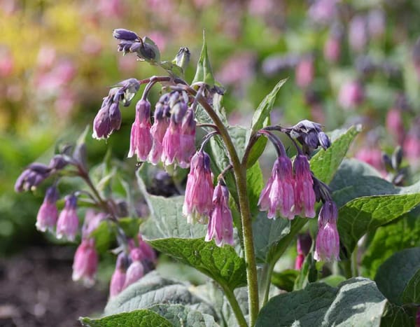 Close-up photo of comfrey flowers showcasing their bell shape and delicate pink and purple coloration.