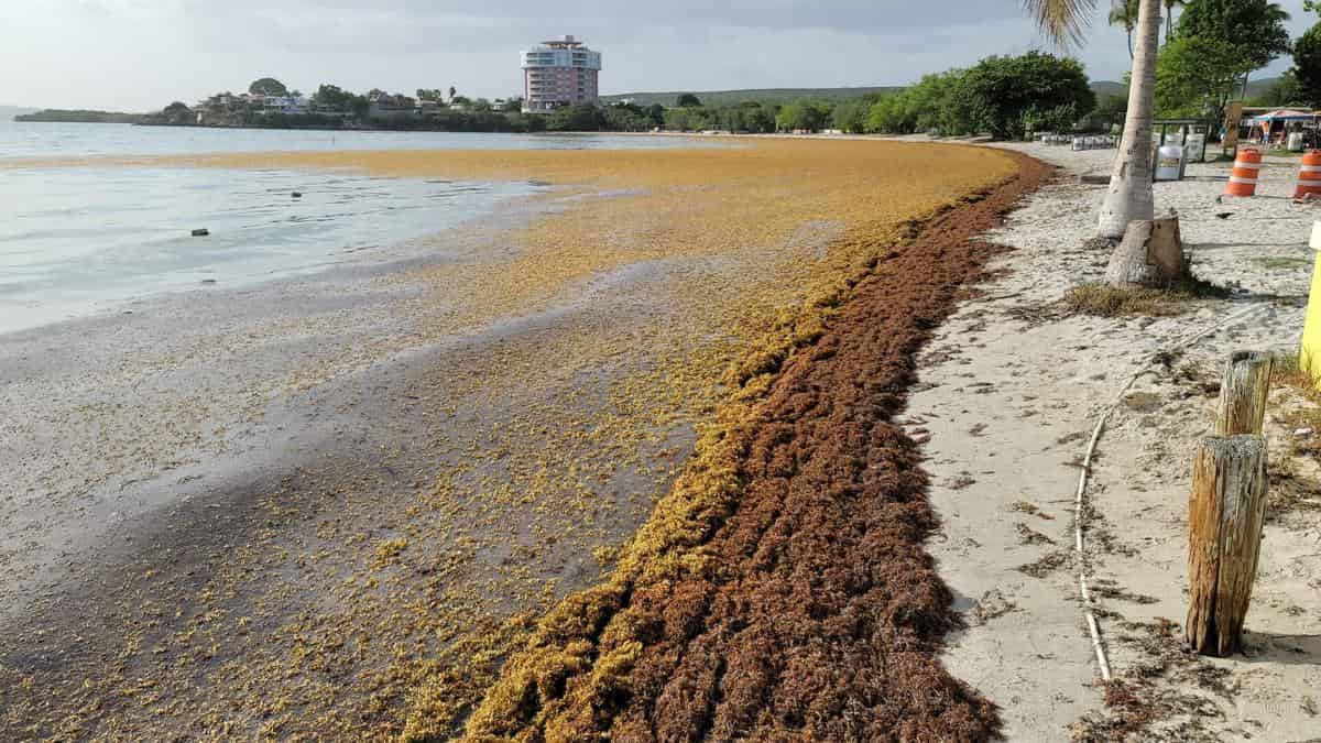Sargassum washed up on a beach in Puerto Rico on Playa Santa.