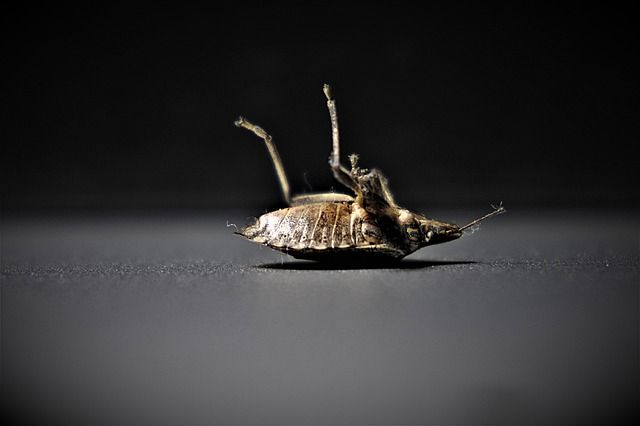 The bedbug: April 14, World Chagas Disease Day.