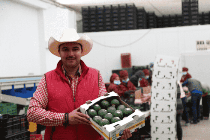 Mexican avocado