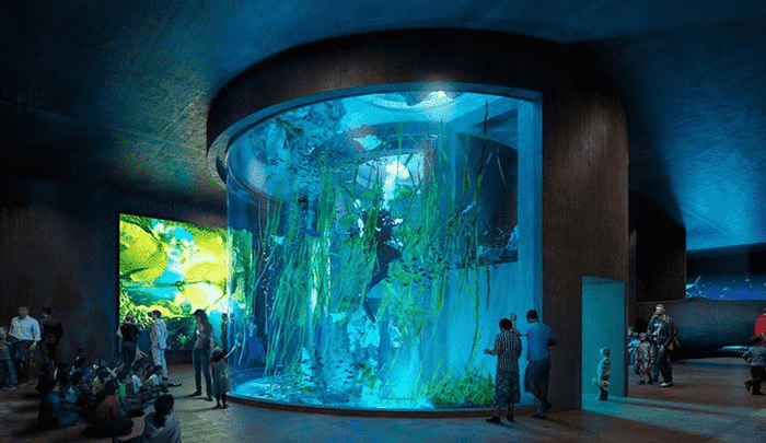 A glimpse into the Ocean Tank - a 13-meter window into the aquatic world.