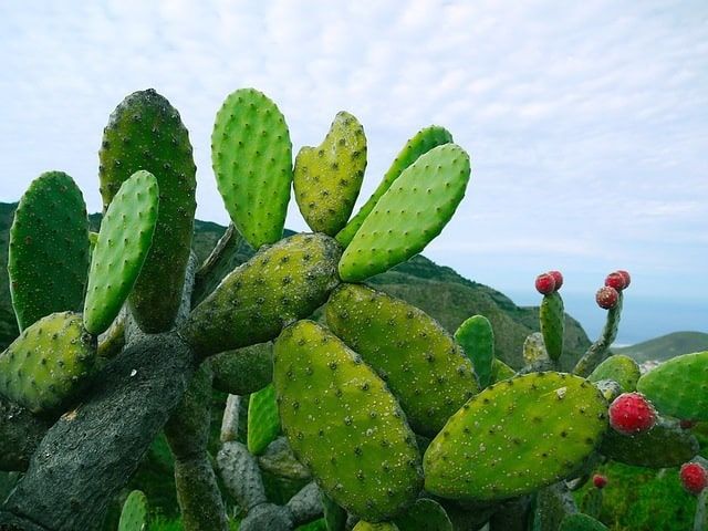 An iconic nopal cactus stands tall against a stunning Mexican landscape, embodying the nation's resilience.