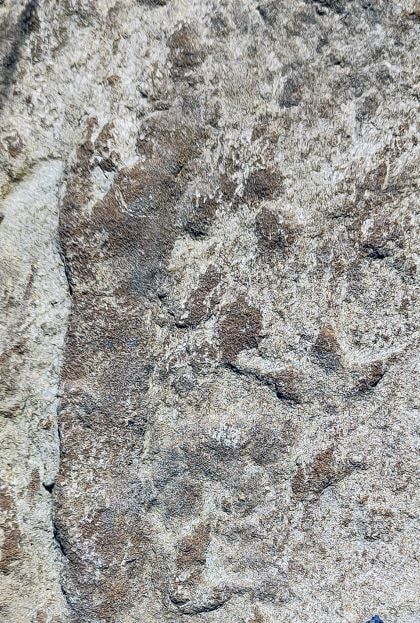 Footprints of birds, pterosaurs, and dinosaurs discovered in Coahuila.