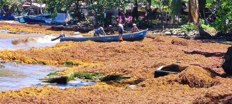 Sargassum generated the greatest impact on Parquecito beach, in the center of Puerto Viejo, Costa Rica.