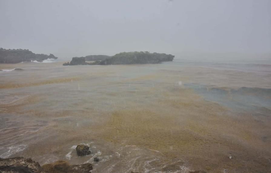 Boca de Yuma beach has had sargassum for several days.