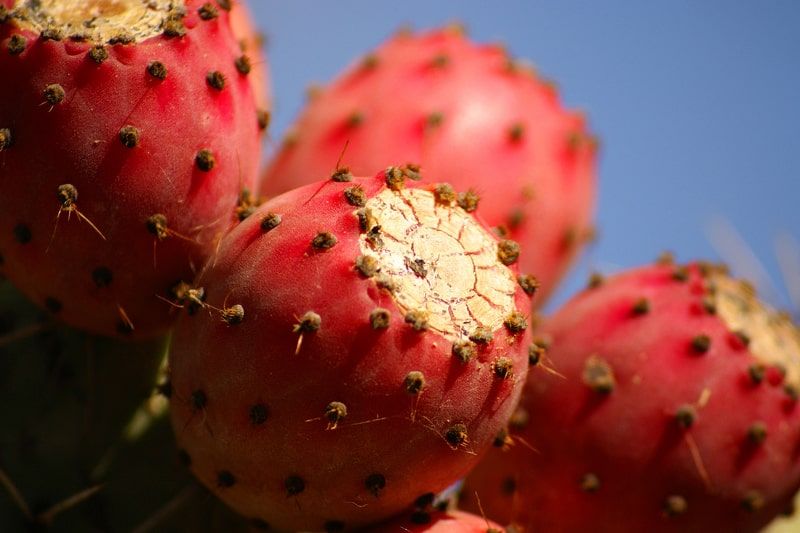 Cardona prickly pear from which colonche drink is made.