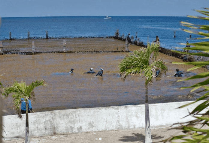 Aquarium for stingrays in Cozumel is invaded by sargassum in 2022.