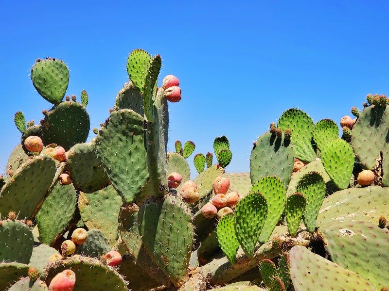 Nopal cactus helps regulate blood sugar levels, combat gastritis, reduce weight, and heal small wounds.